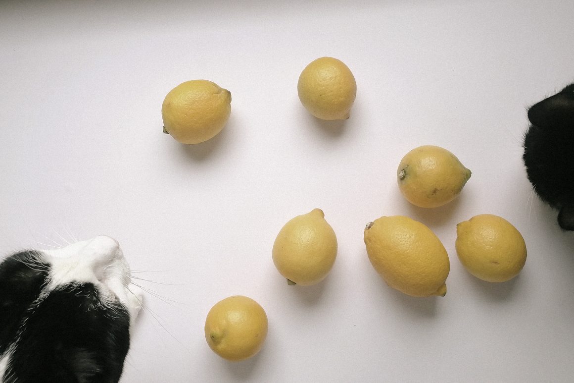 Foto auf weiße Fläche mit umherliegenden Zitronen, an denen von links und rechts je eine schwarz-weiße Katze schnuppert.